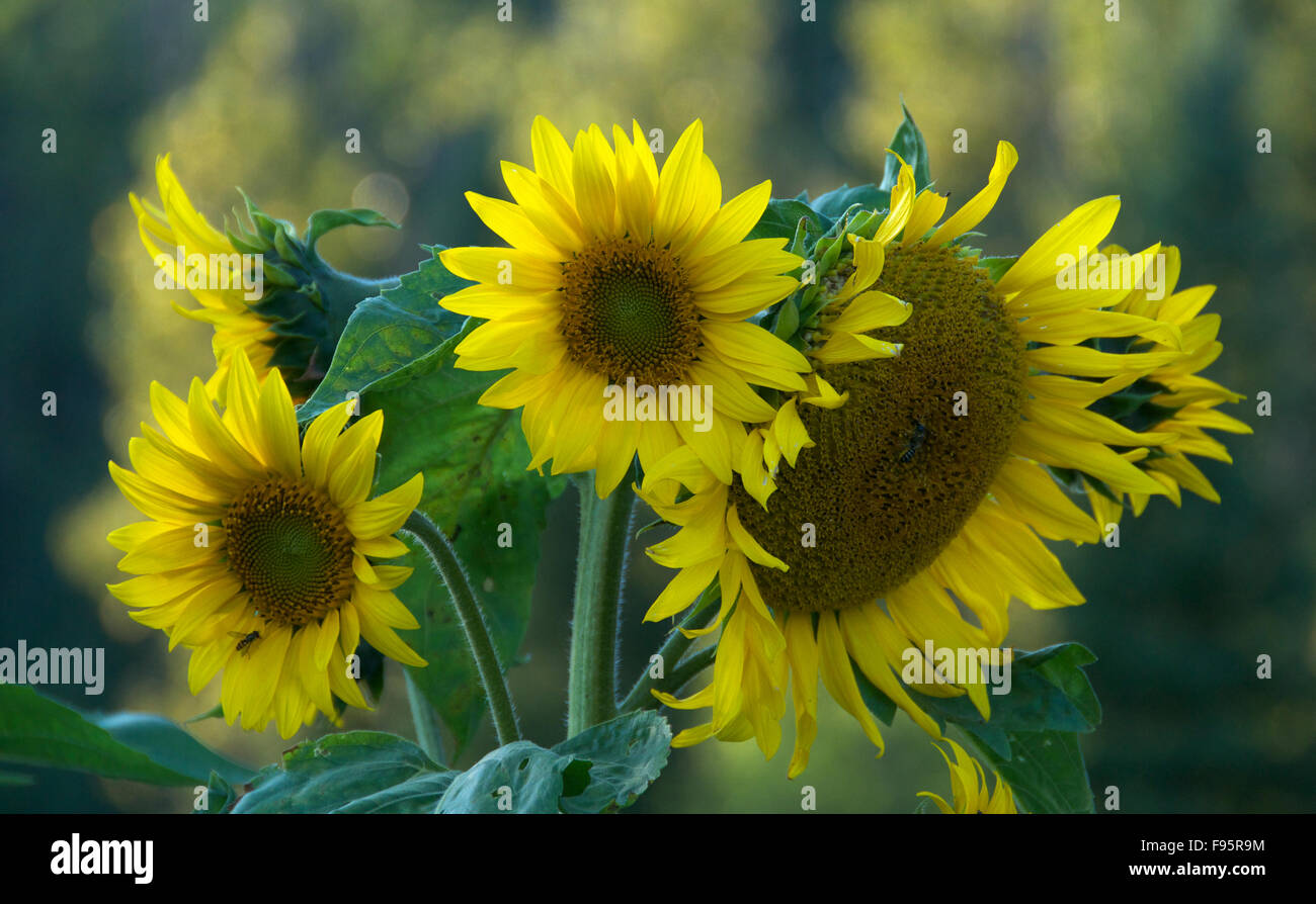 Black oil Sunflower (Helianthus annuus) Near Thunder Bay, ON, Canada. Stock Photo