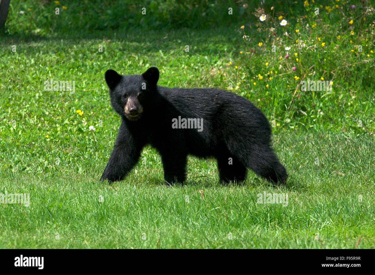 Wild American black bear (Ursus americanus) cuboftheyear.  Near Thunder Bay, ON, Canada. Stock Photo
