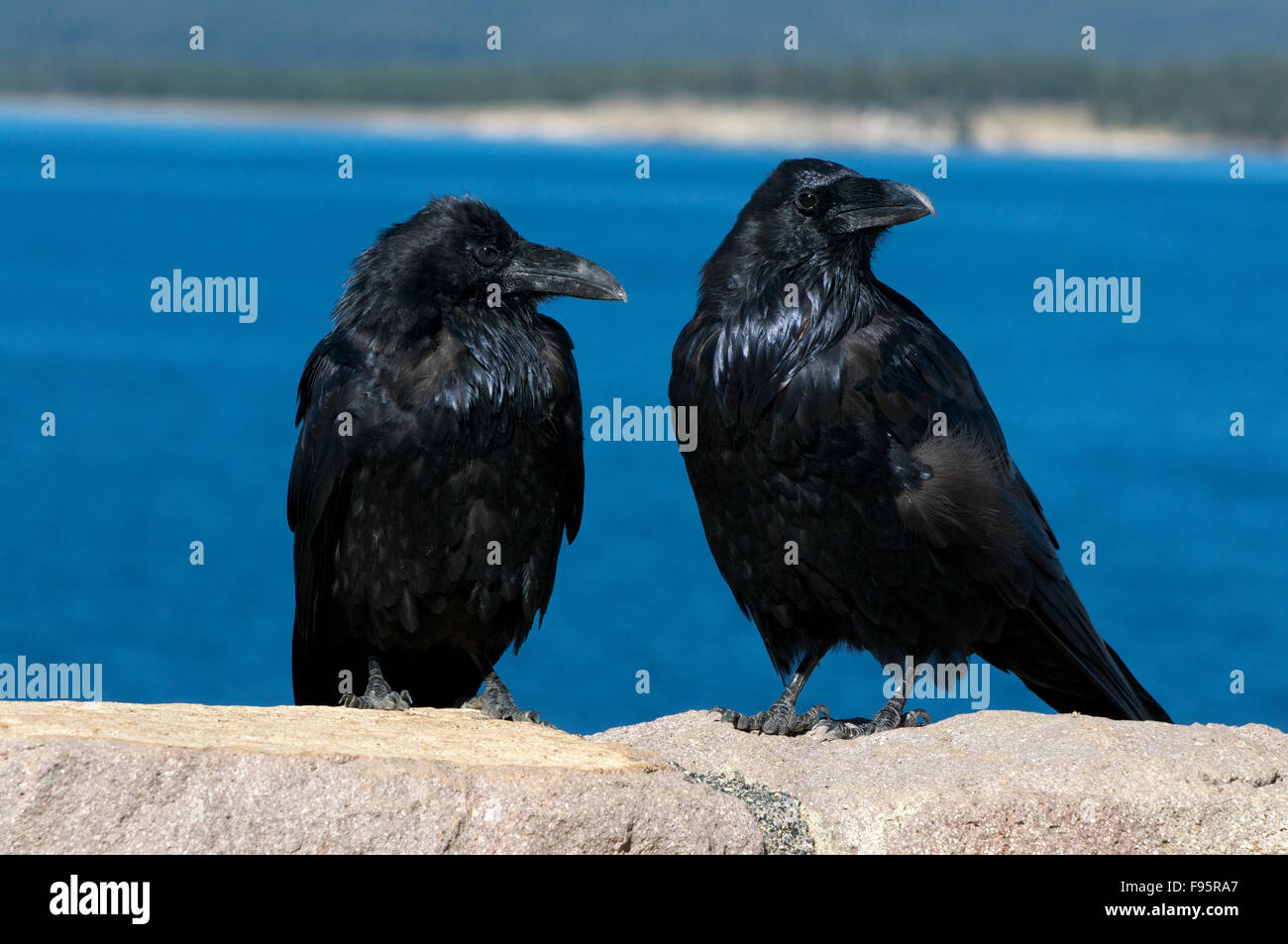 Two Common Ravens perched on rock with lake in the background. (Corvus corax), Yellowstone Nat'l Park, WY, USA. Stock Photo