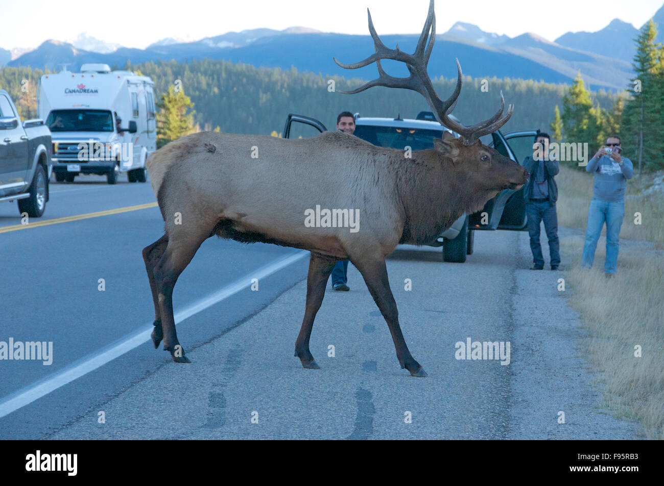 Wild Elk along Highway 16 roadside attracting photographers and tourists, stopping traffic.  (Cervus canadensis), Jasper Stock Photo