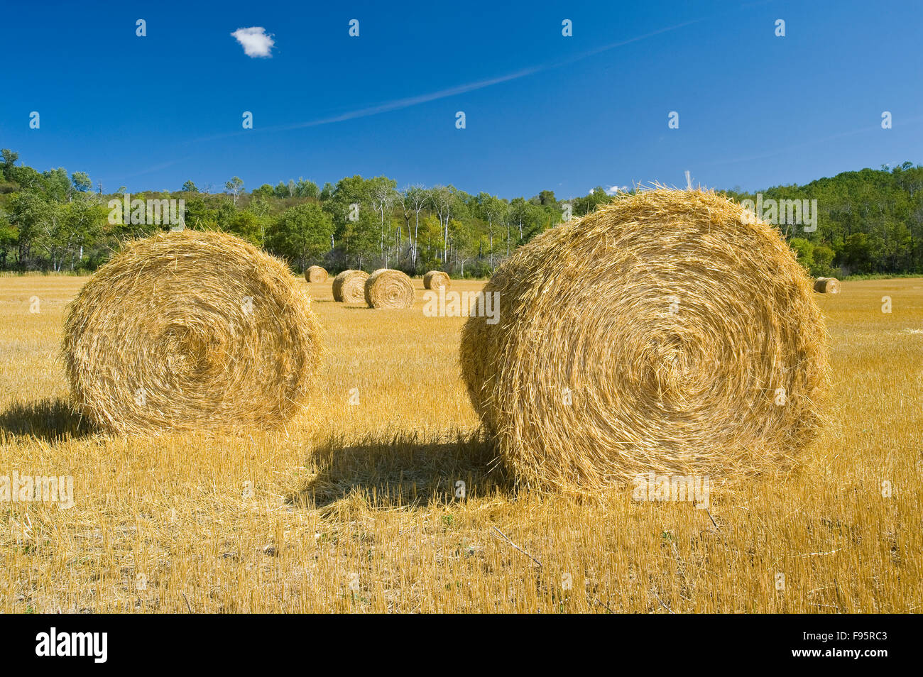 round straw bales and farmland, near Minnedosa, Manitoba Stock Photo