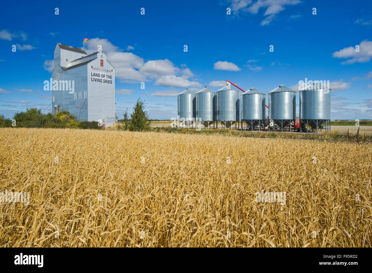 grain elevator and mature wheat field near Domremy, Saskatchewan
