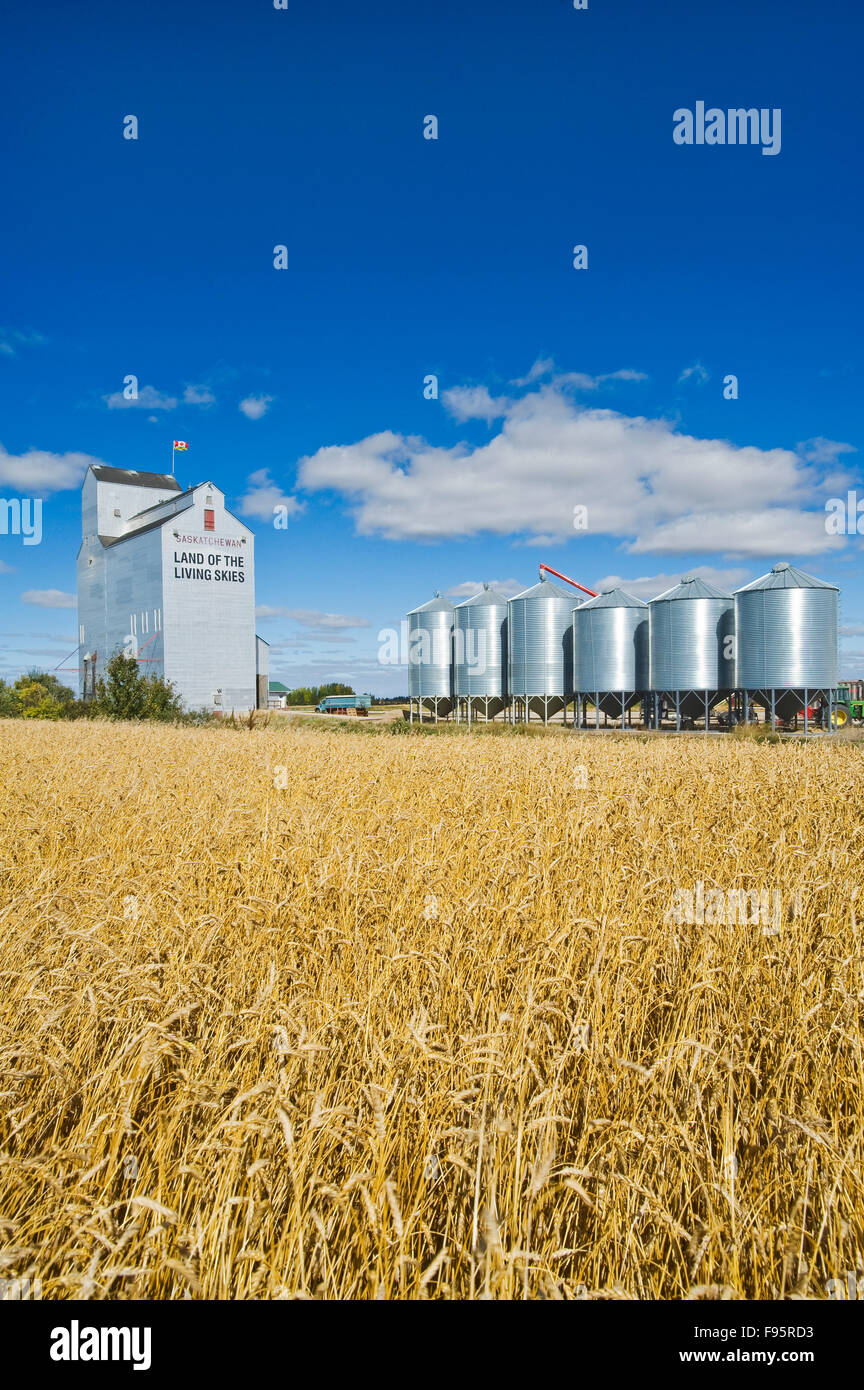 grain elevator and mature wheat field and near Domremy, Saskatchewan