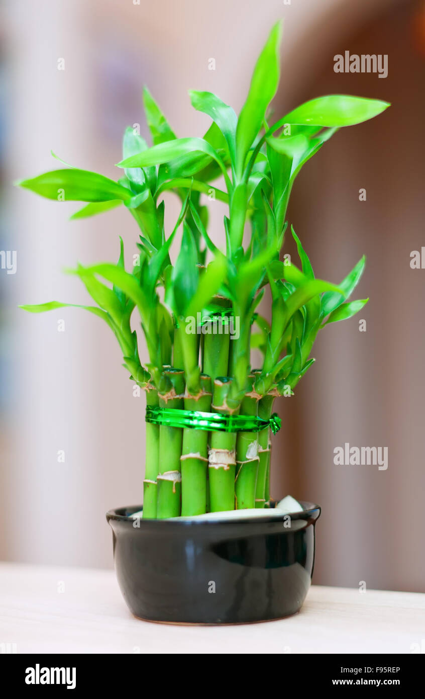 lucky bamboo plant in pot at house interior Stock Photo Alamy
