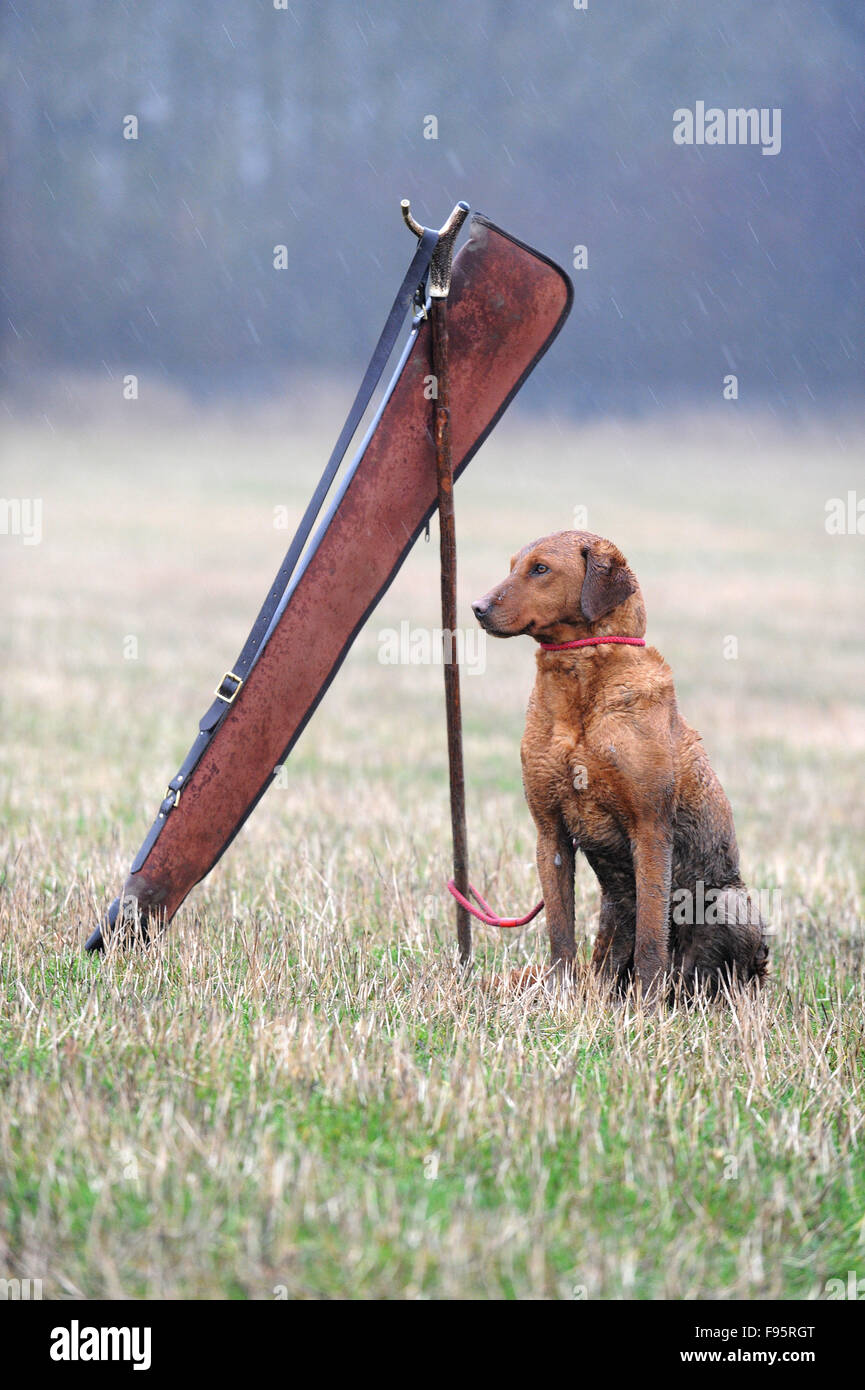 Rifle dogs hi-res stock photography and images - Alamy