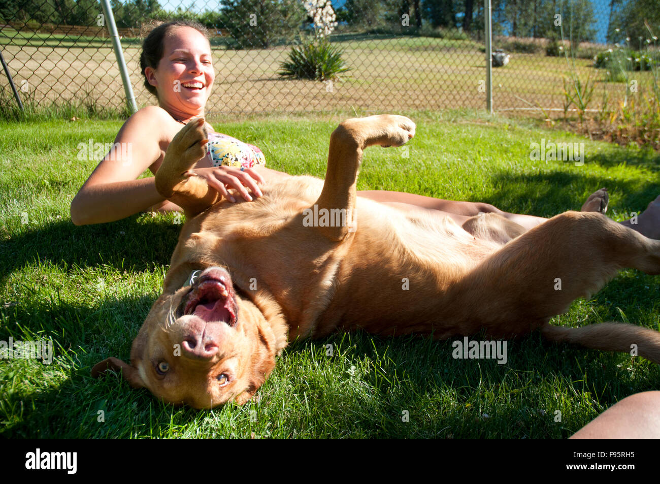 Prince the golden Lab dog rolls happily on his back on summer day in the Okanagan. Stock Photo