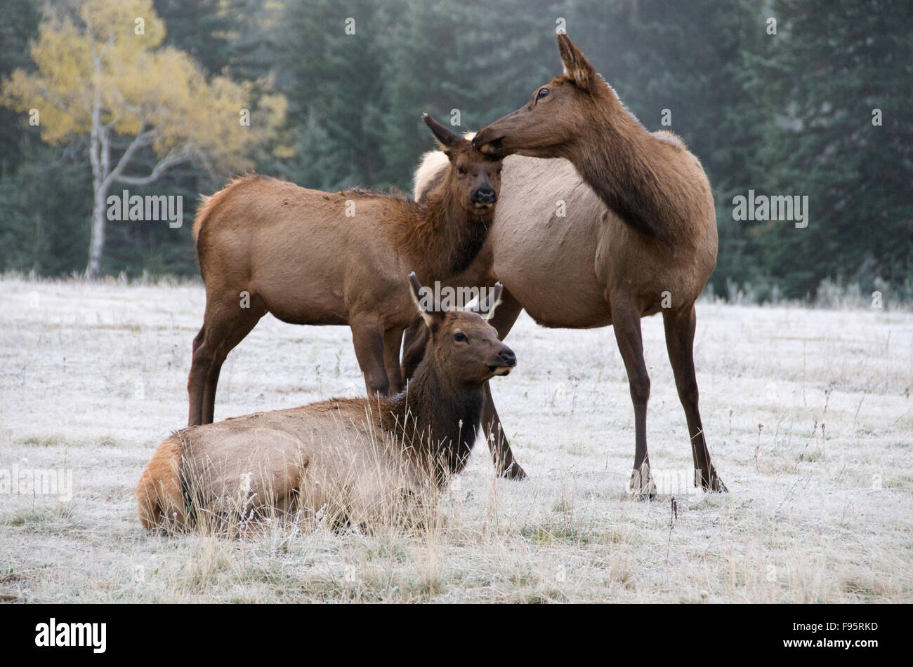 Wild cow and calf elk or wapiti (Cervus canadensis), mutual grooming/bonding, Jasper National Park, Alberta, Canada Stock Photo