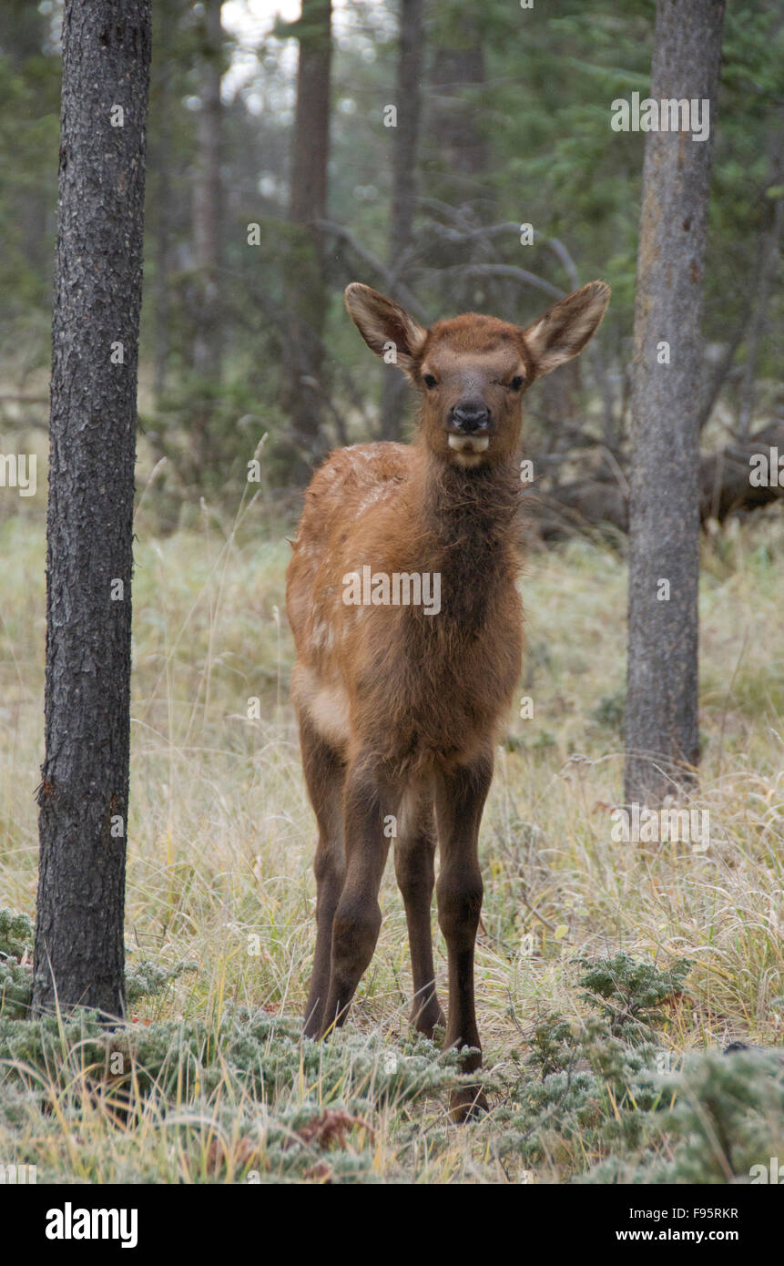 Wild Calf elk or wapiti looking headon at viewer, (Cervus canadensis), Jasper National Park, Alberta, Canada Stock Photo