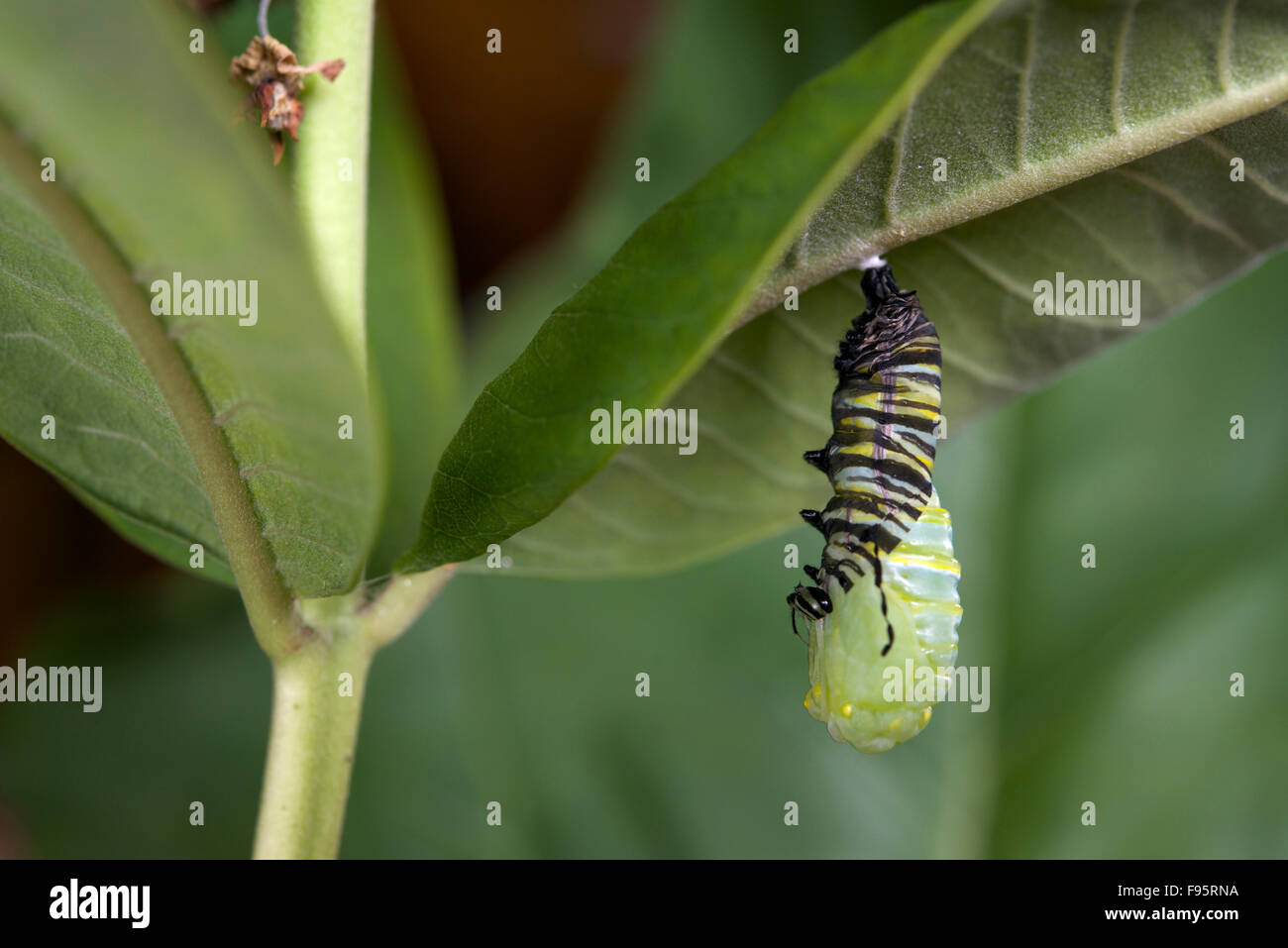 Monarch butterfly at pupa or chrysalisforming stage, attached to milkweed leaf. (Danaus