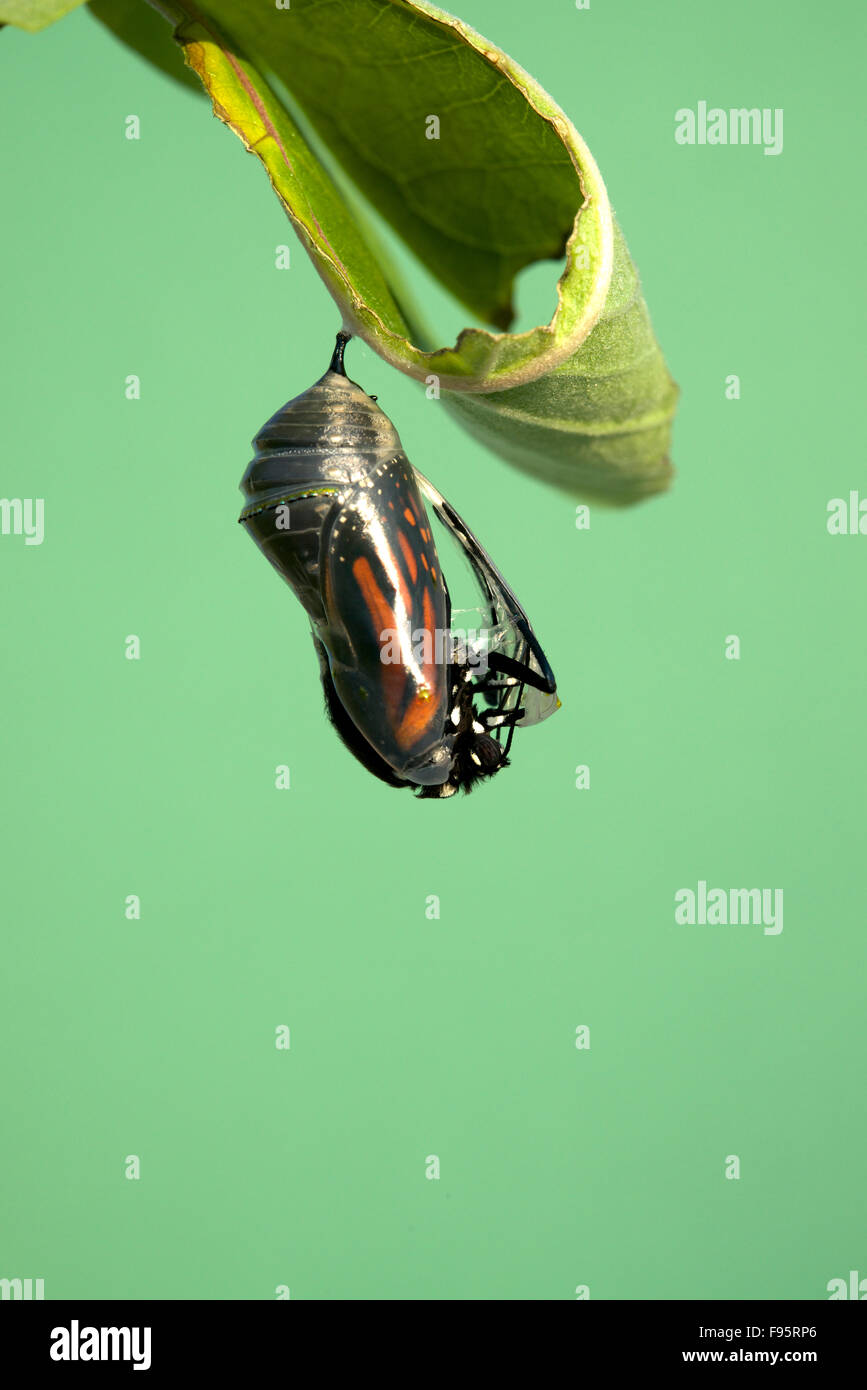 Monarch butterfly emerging from chrysalis to butterfly, attached to
