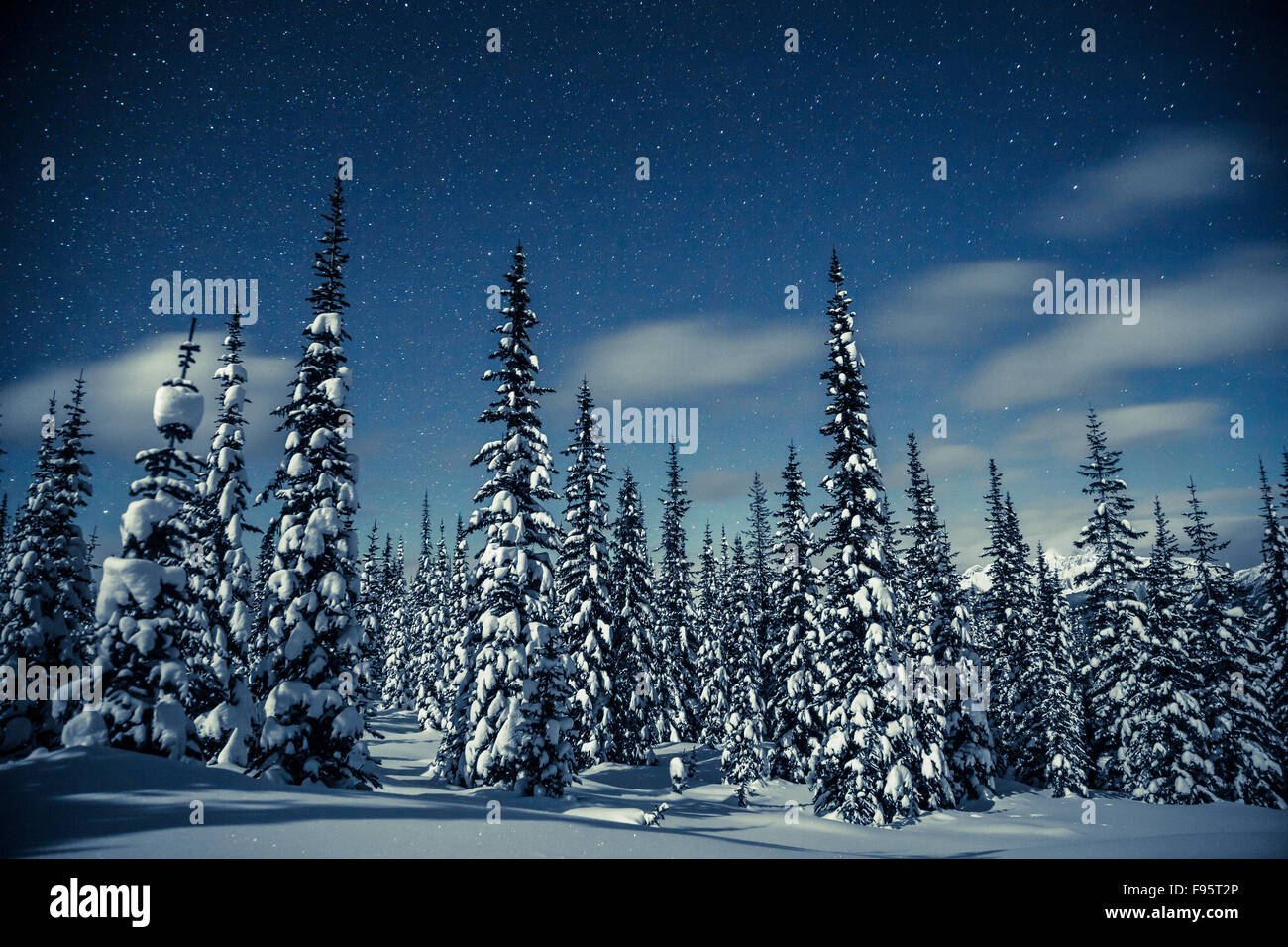 Selkirk Mountains, Meadow Creek, British Columbia, Canada, snow, winter, night, stars, engelmann spruce, Picea engelmannii Stock Photo