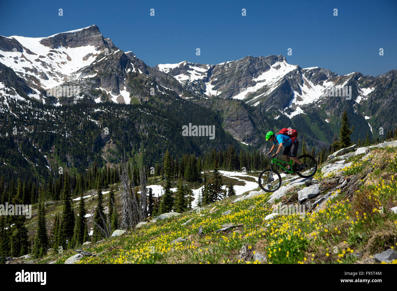 Mountain Biking, Glacier Lily, Erythronium grandiflorum, Sol Mountain Lodge, Monashee Mountains, Revelstoke, British Columbia, Stock Photo