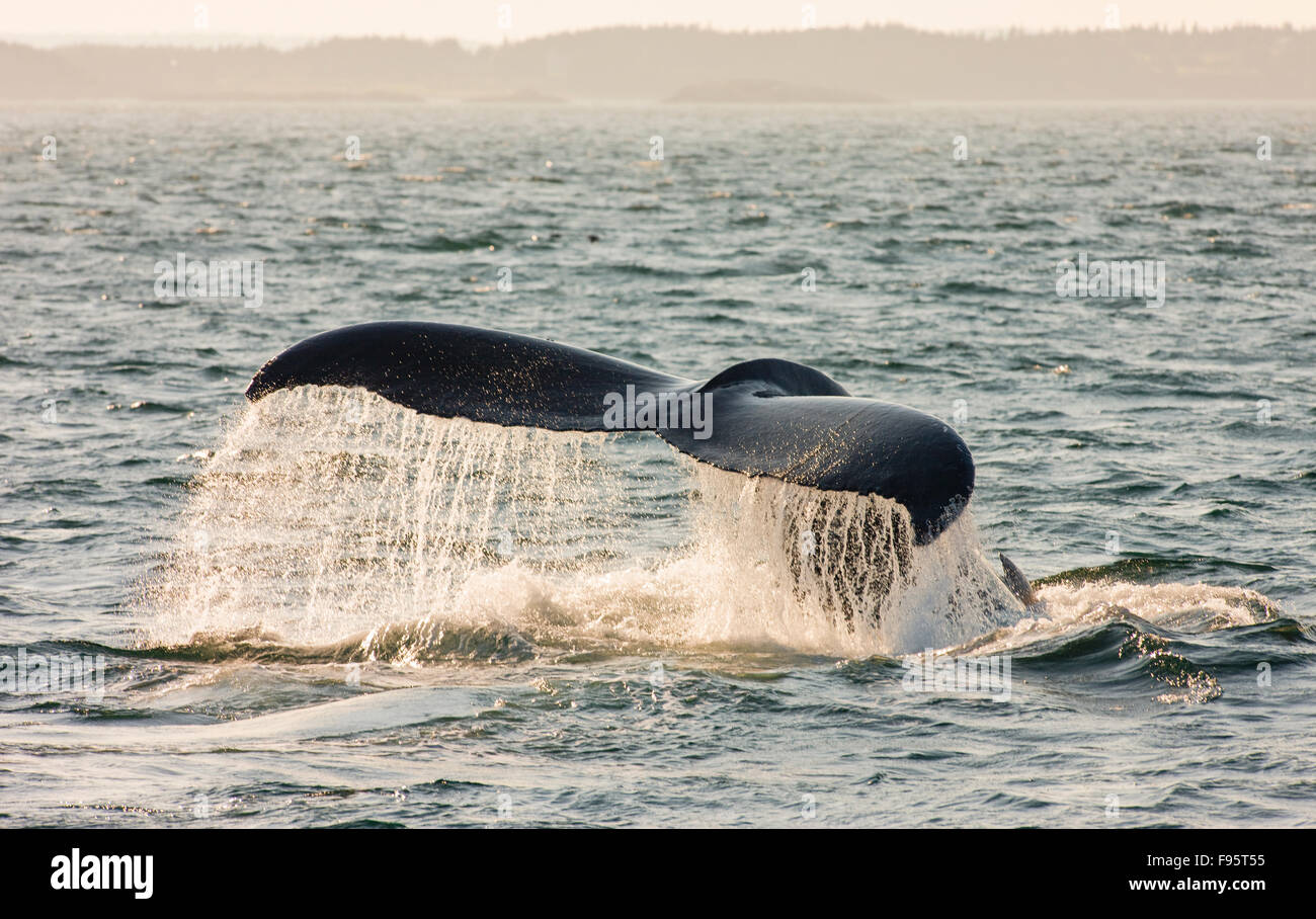 Fluke hi-res stock photography and images - Alamy