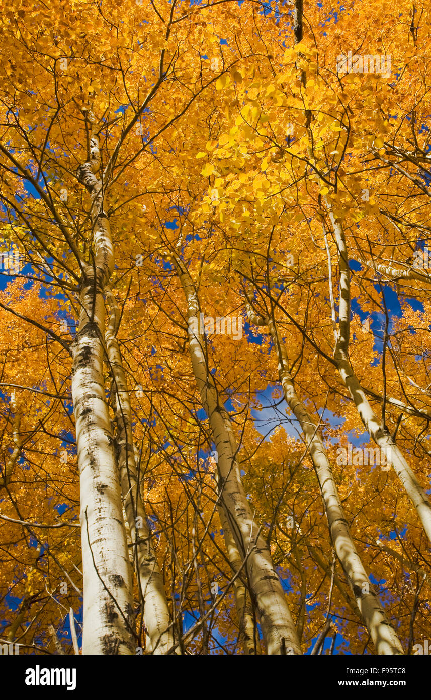 autumn, aspen trees in Birds Hill Provincial Park, Manitoba, Canada