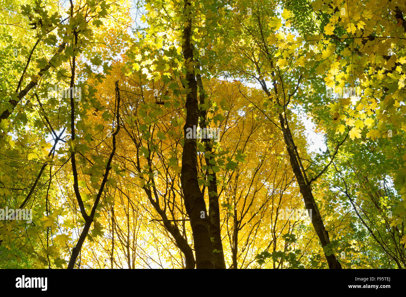in the forest with backlit canopy glowing with golden yellow autumn colors of maple and deciduous tree leaves Stock Photo