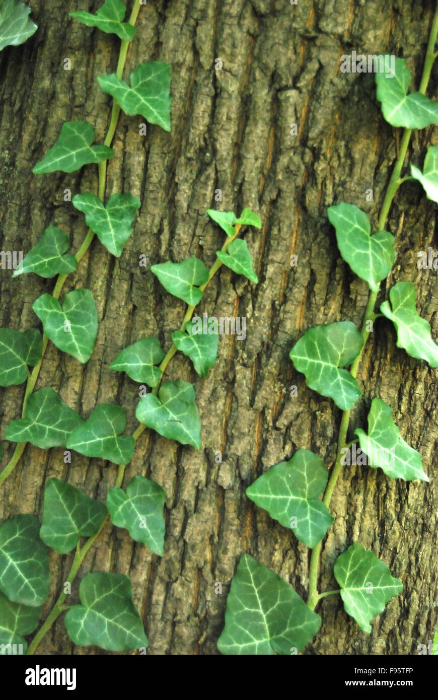 creeping ivy on a tree Stock Photo - Alamy