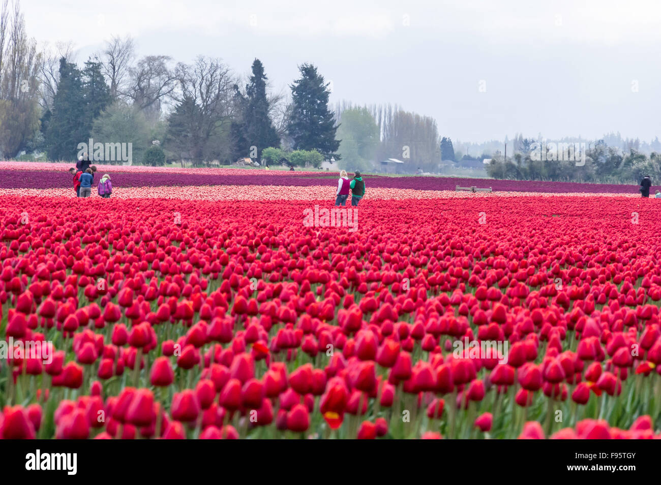 Commercial Tulip farm near La Conner during anual Tulip Festival in