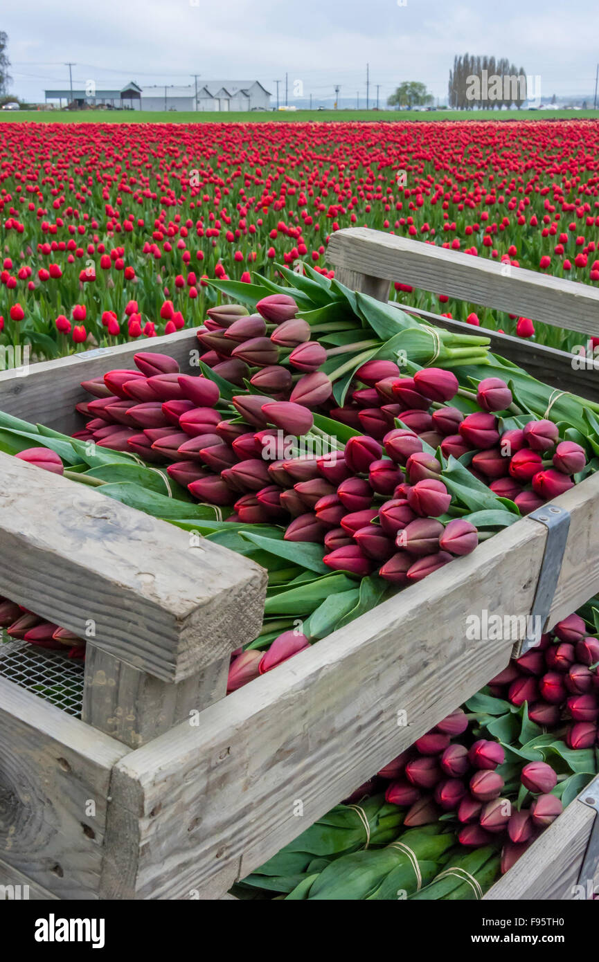 Crates of colorful tulips ready for market from Skagit Valley.LA Conner