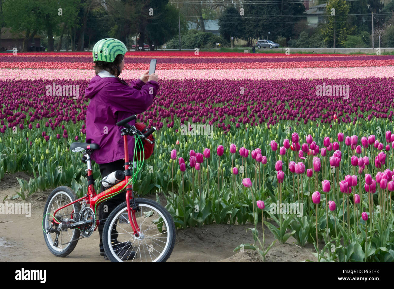 Commercial Tulip farm near La Conner during anual Tulip Festival in