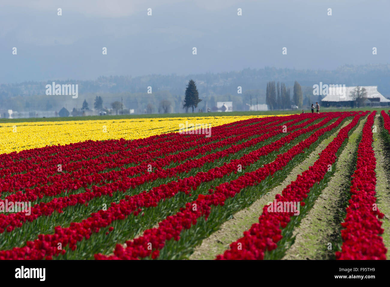 Commercial Tulip farm near La Conner during anual Tulip Festival in Skagit Valley April and May