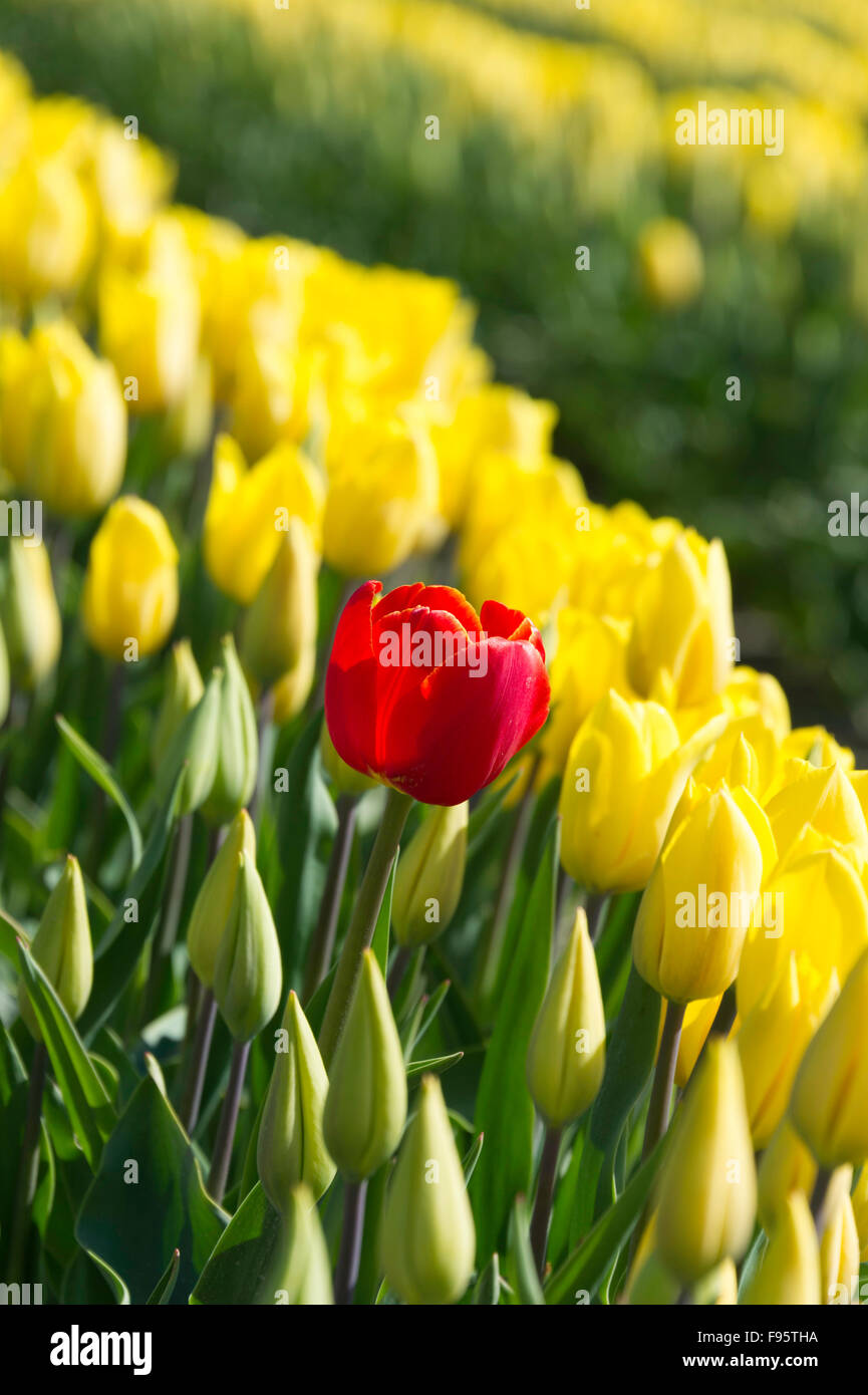 Commercial Tulip farm near La Conner during anual Tulip Festival in Skagit Valley April and May