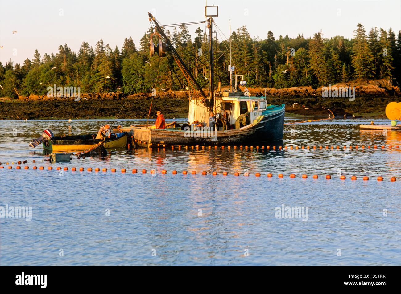 Hauling seining nets full of Herring, Back Bay, Bay of Fundy, New Brunswick, Canada Stock Photo