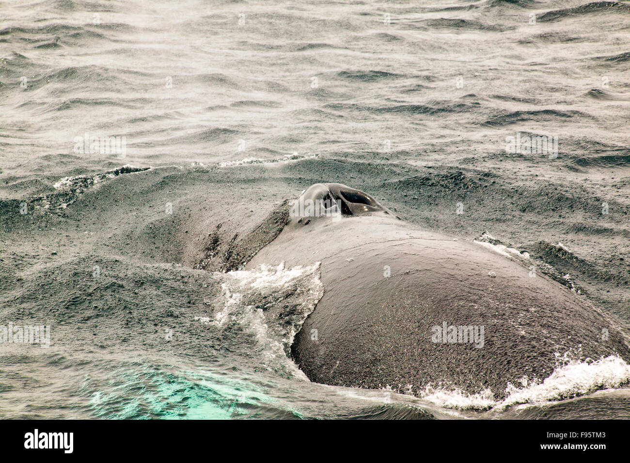 (Megaptera novaeangliae) Humpback Whale spouting, Witless Bay Ecological Reserve, Newfoundland, Canada Stock Photo
