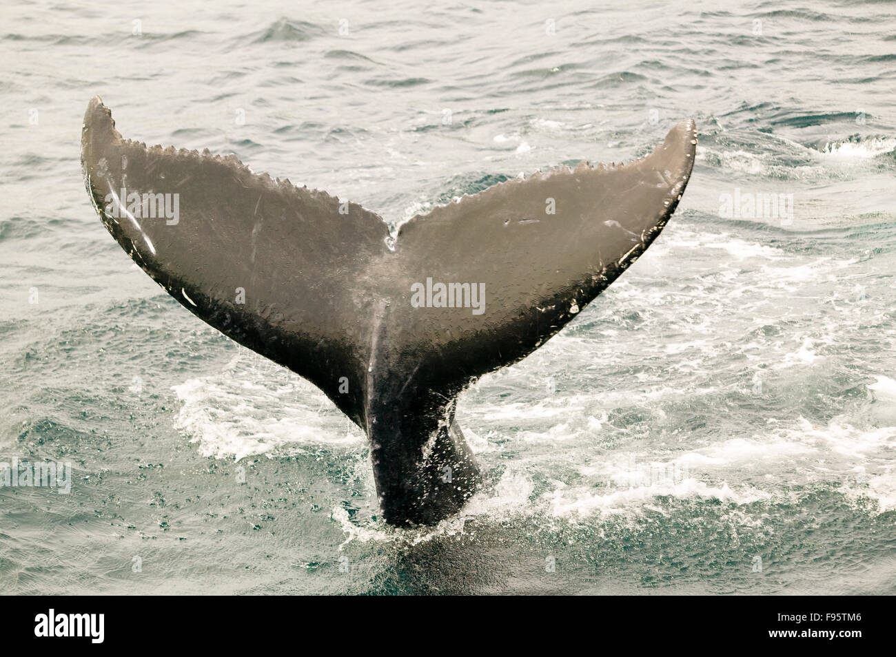 (Megaptera novaeangliae), Humpback Whale tail flukes, Newfoundland, Canada Stock Photo