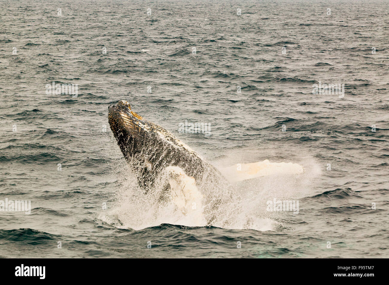 (Megaptera novaeangliae), Humpback Whale, breaching, Witless Bay Ecological Reserve, Newfoundland, Canada Stock Photo