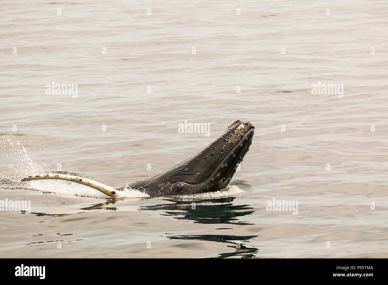 Humpback Whale spyhopping, (Megaptera novaeangliae), Witless Bay Ecological Reserve, Newfoundland, Canada Stock Photo
