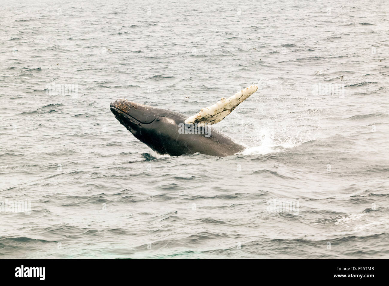 Humpback Whale Breaching (Megaptera novaeangliae)  Witless Bay Ecological Reserve, Newfoundland, Canada Stock Photo