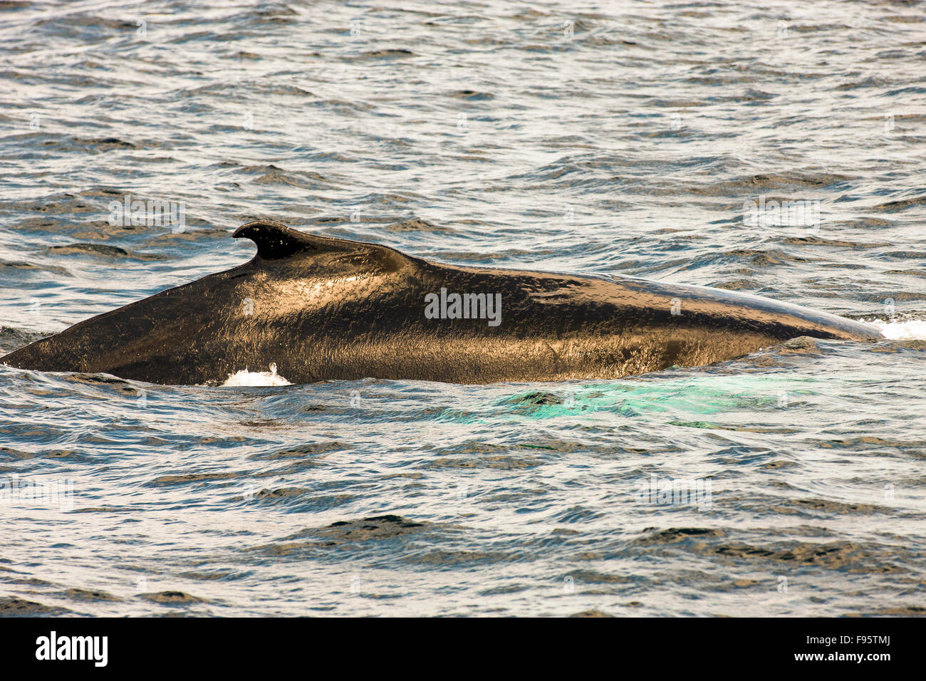 (Megaptera novaeangliae) Humpback Whale, Witless Bay Ecological Reserve, Newfoundland, Canada Stock Photo