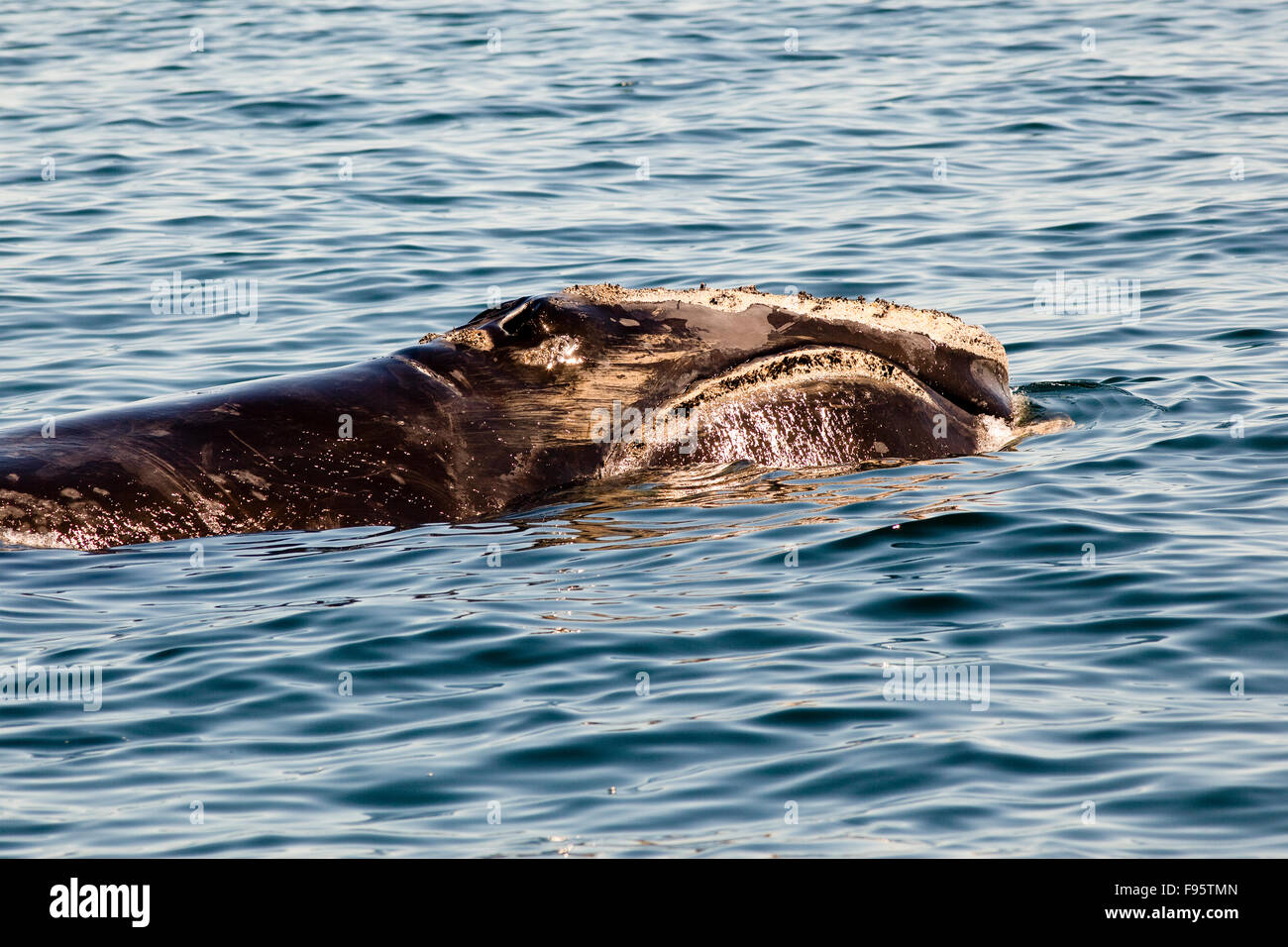 North Atlantic Right Whale, (Eubalaena glacialis), Grand Manan Basin, Bay of Fundy, New Brunswick, Canada Stock Photo