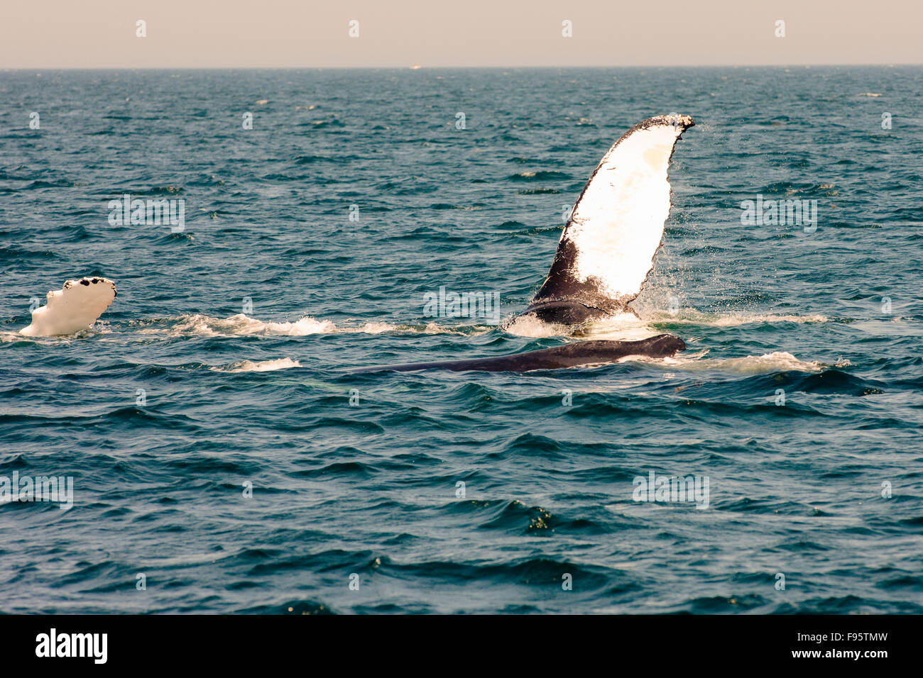 Humpback whale fluke, (Megaptera novaeangliae) off Grand Manan Island, Bay of Fundy, New Brunswick, Canada Stock Photo