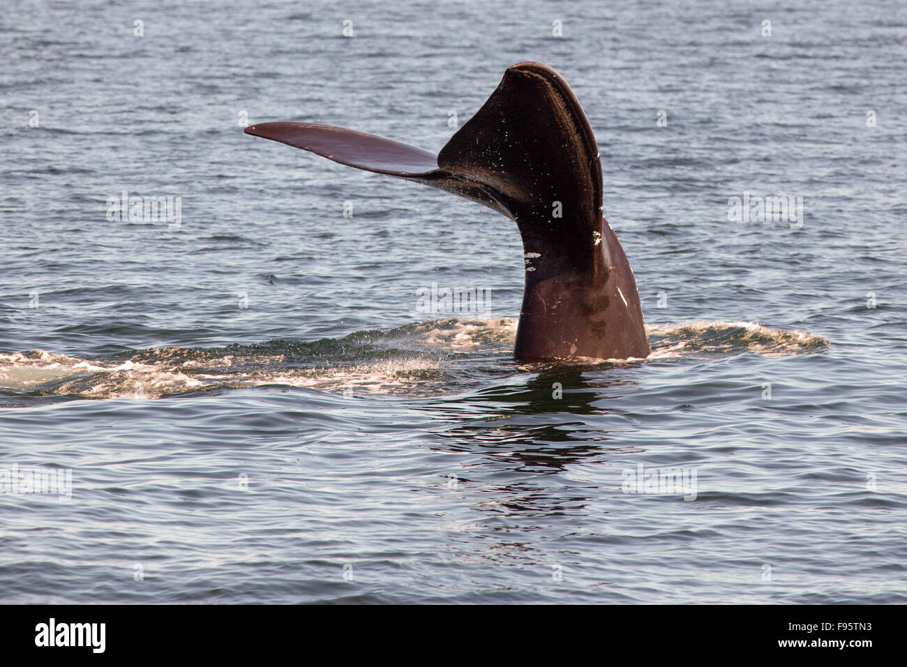 (Eubalaena glacialis), North Atlantic Right Whale flukes, Off Grand Manan Island, Bay of Fundy, New Brunswick, Canada Stock Photo