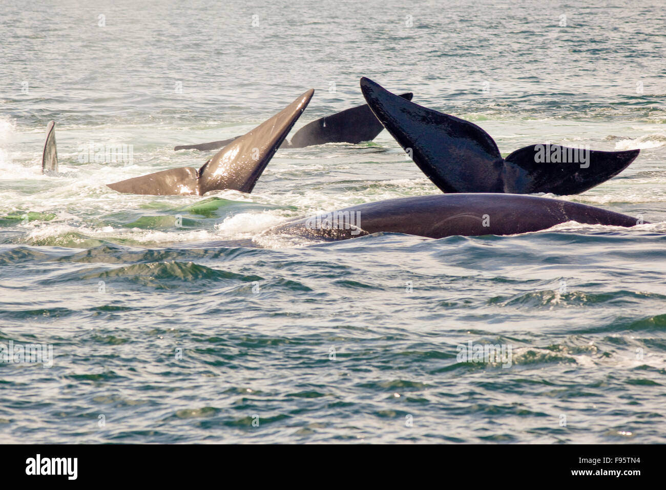 Mating North Atlantic Right Whales, (Eubalaena glacialis), Grand Manan Basin, Bay of Fundy, New Brunswick, Canada Stock Photo