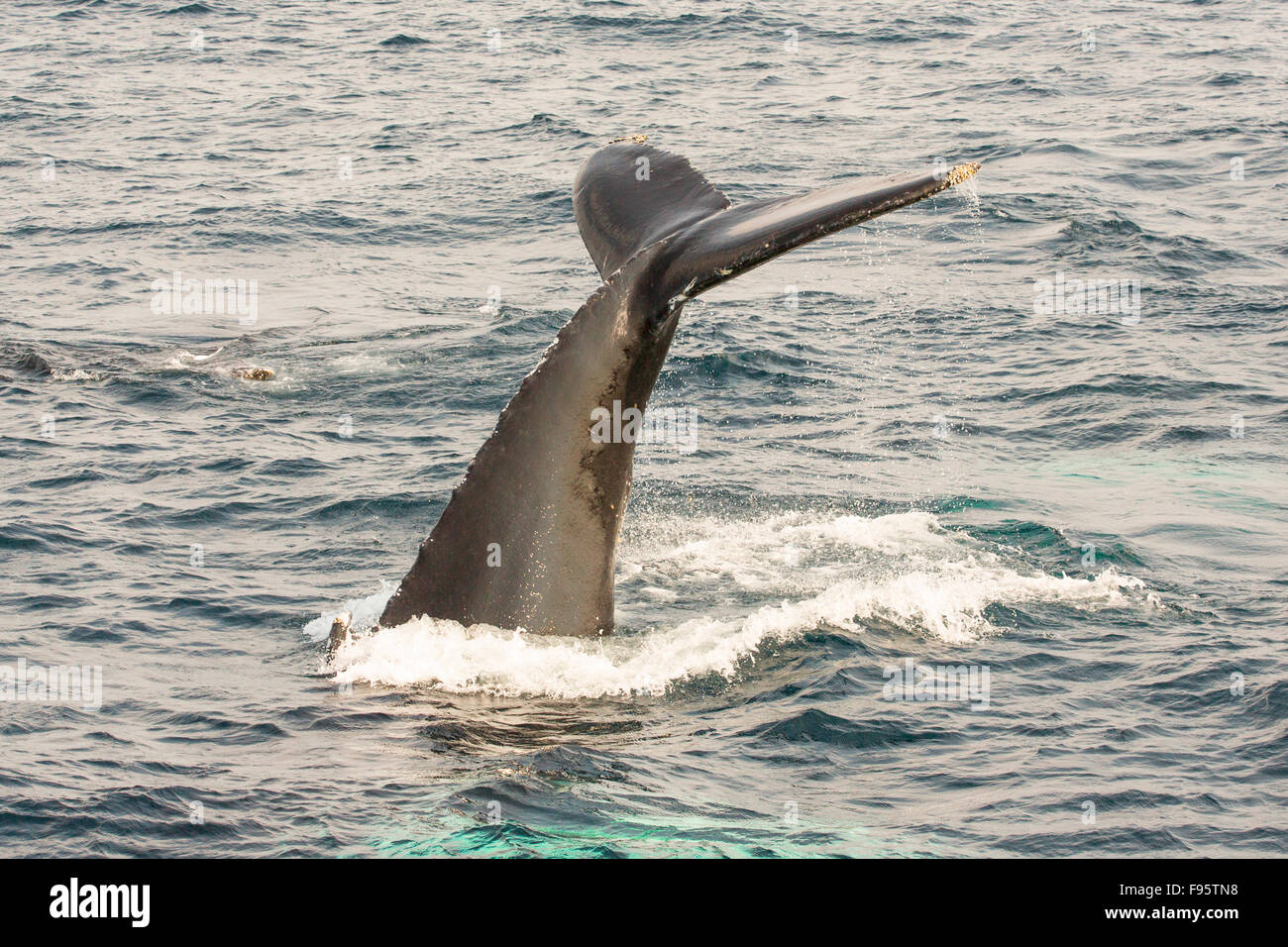 Humpback Whale tail lobbing, (Megaptera novaeangliae, Witless Bay ...