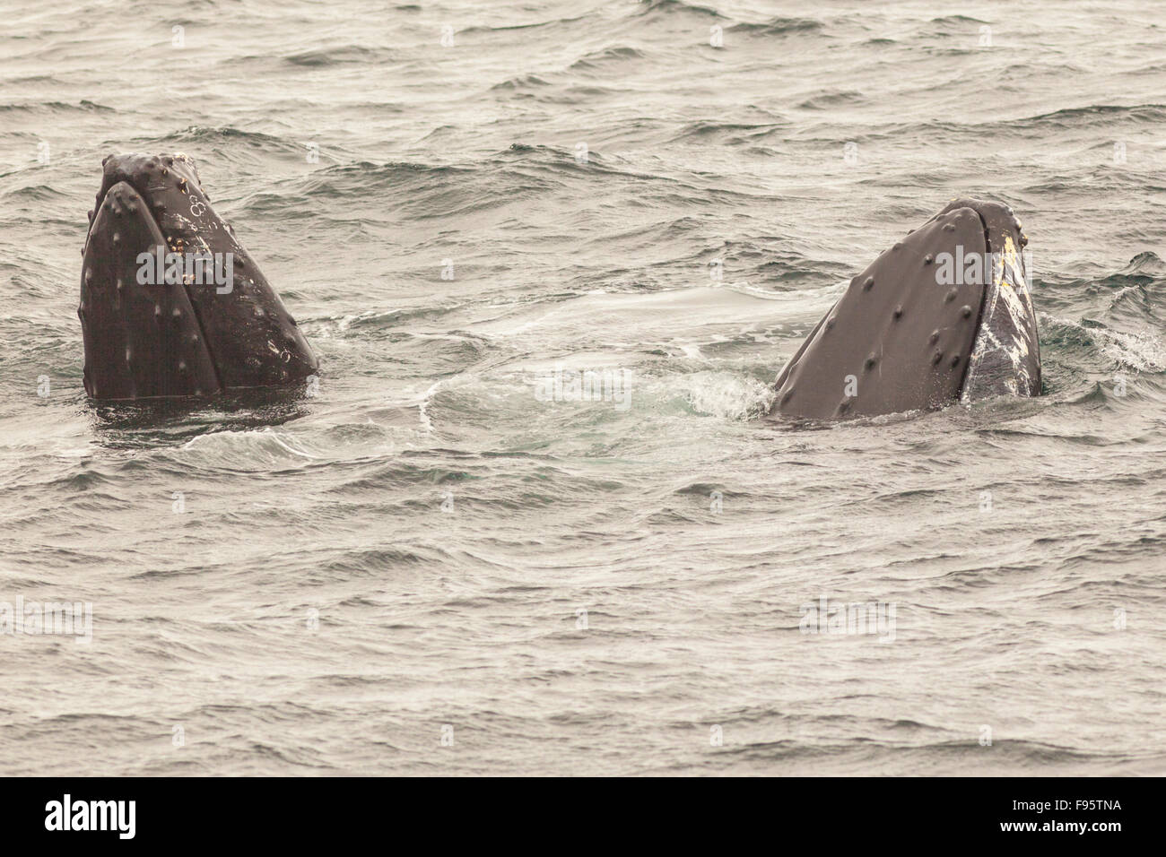 Humpback Whales spyhopping, (Megaptera novaeangliae), Witless Bay Ecological Reserve, Newfoundland, Canada Stock Photo