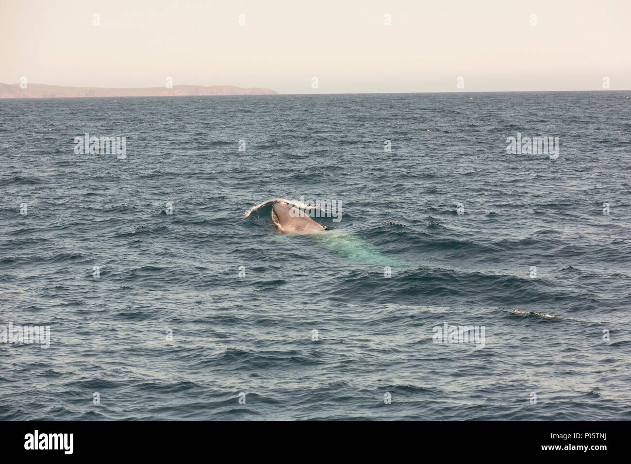 Sei Whale, (Balaenoptera borealis), Witless Bay Ecological Reserve, Newfoundland, Canada Stock Photo