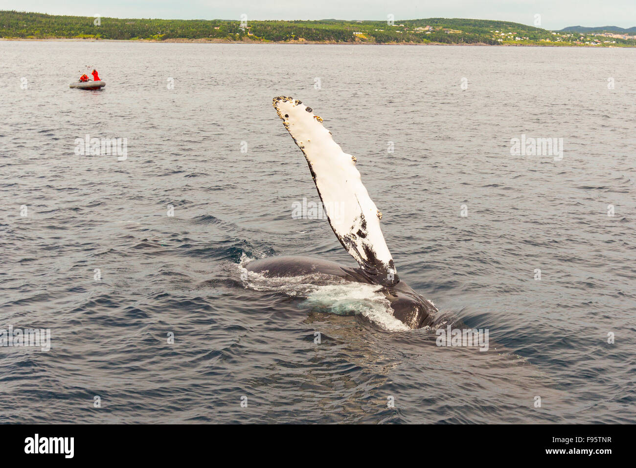 Humpback Whale flipper slapping, (Megaptera novaeangliae), Witless Bay Ecological Reserve, Newfoundland, Canada Stock Photo
