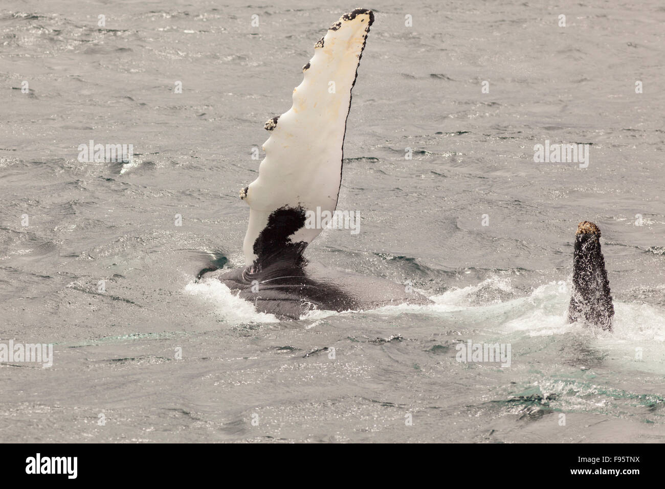 Humpback Whale flipper slapping, (Megaptera novaeangliae), Witless Bay Ecological Reserve, Newfoundland, Canada Stock Photo