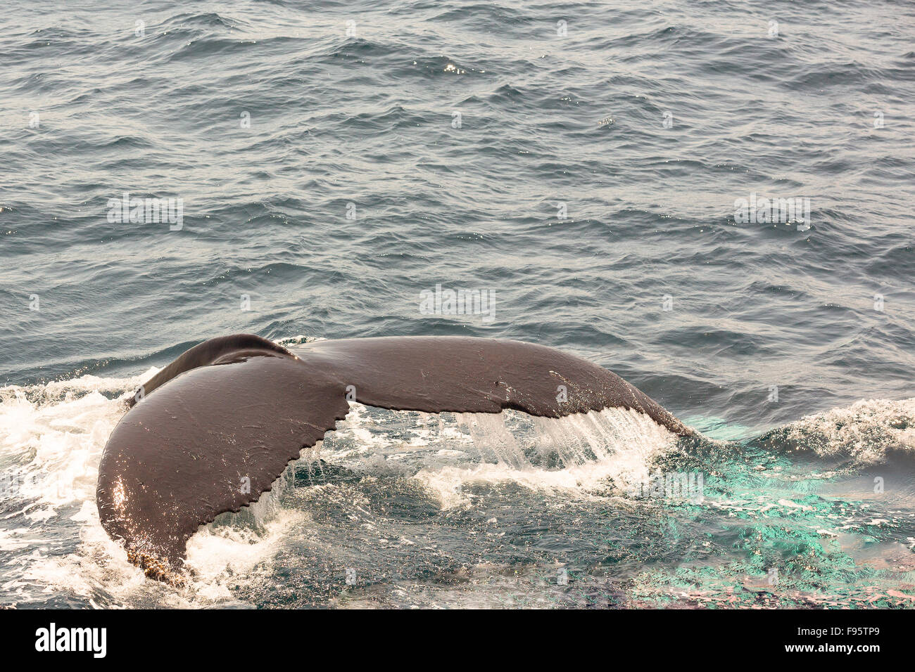 Humpback Whale flukes, (Megaptera novaeangliae)  Witless Bay Ecological Reserve, Newfoundland, Canada Stock Photo