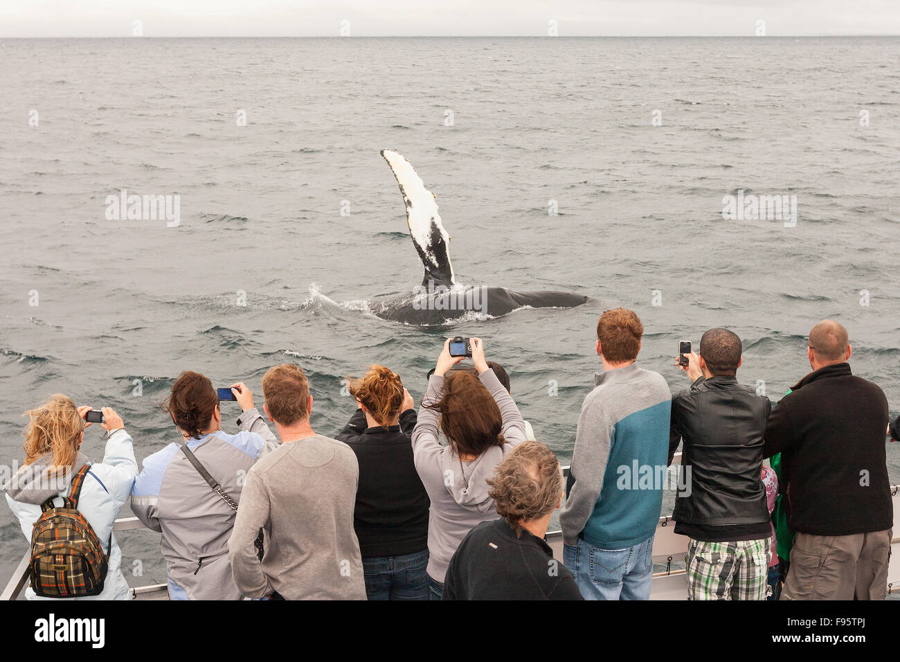 Humpback Whale flipper slapping, (Megaptera novaeangliae), and whale watchers, Witless Bay Ecological Reserve, Newfoundland, Stock Photo
