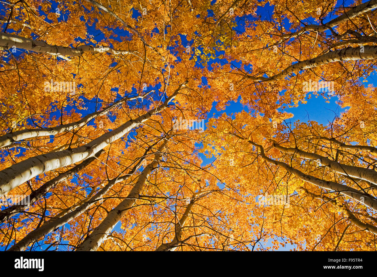 autumn, aspen trees in Birds Hill Provincial Park, Manitoba, Canada