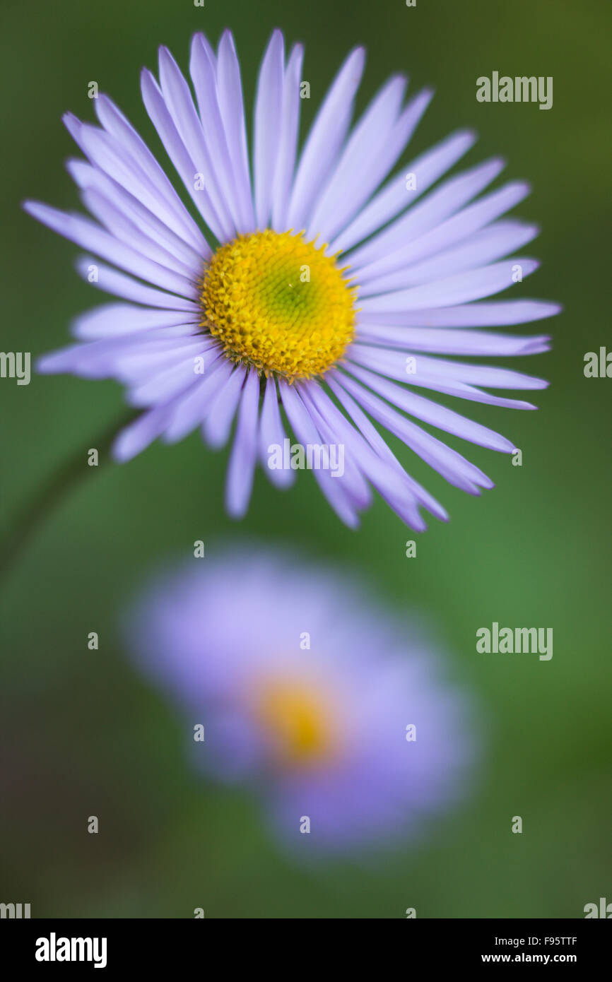 Banff national park flowers hires stock photography and images Alamy