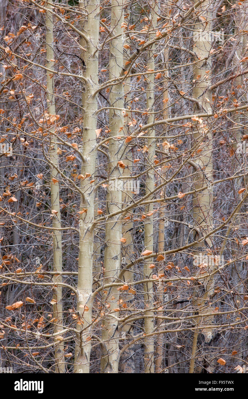 Aspen trees in November, Kootenay Plains, Alberta, Canada Stock Photo