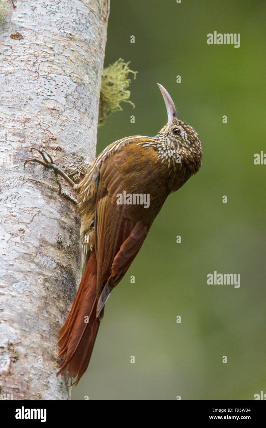 Montane Woodcreeper (Lepidocolaptes lacrymiger) perched on a branch in Ecuador, South America. Stock Photo