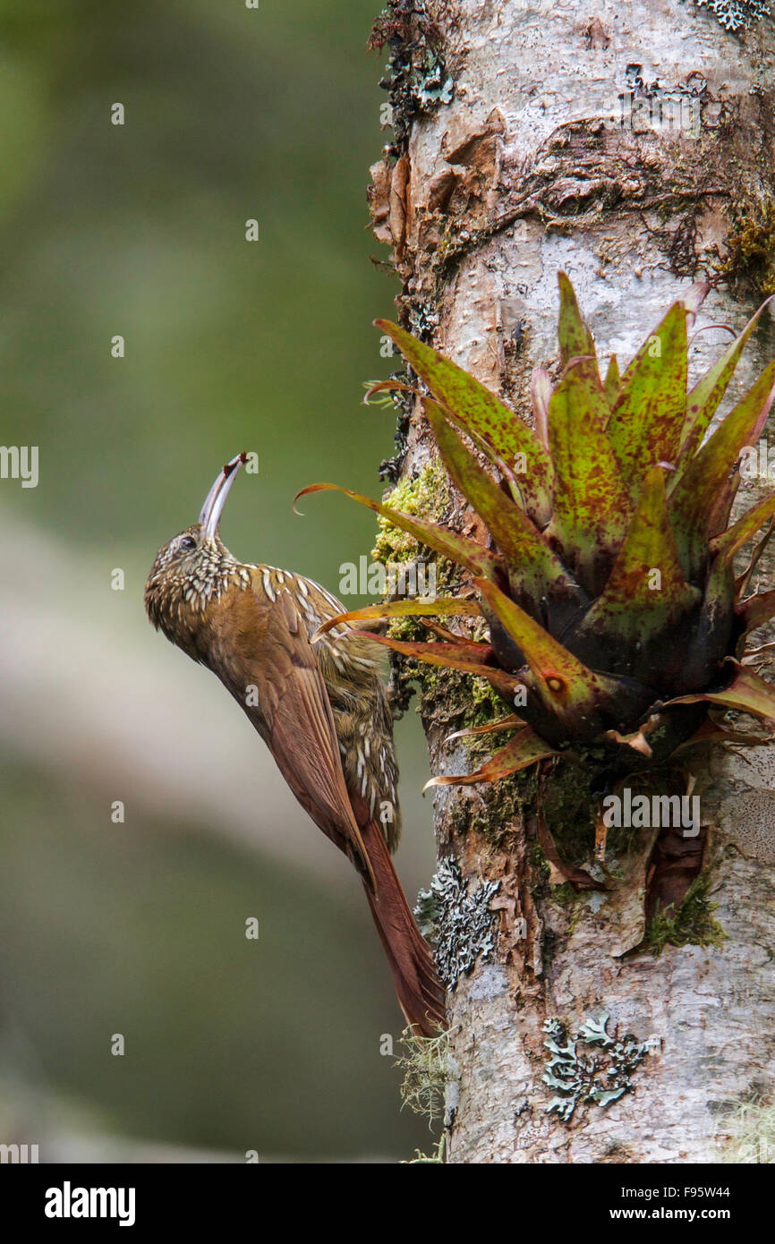 Montane Woodcreeper (Lepidocolaptes lacrymiger) perched on a branch in Ecuador, South America. Stock Photo
