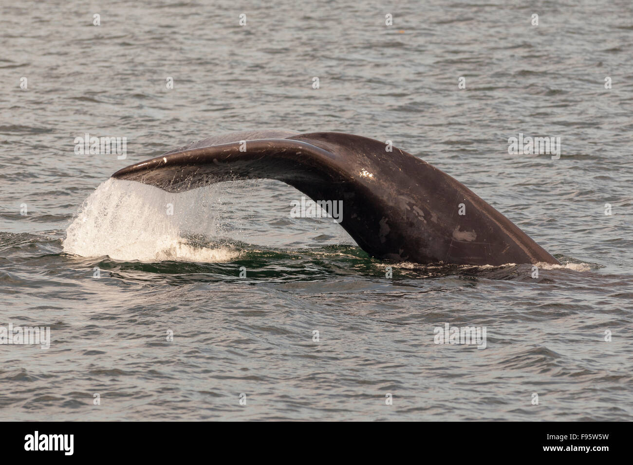 North Atlantic Right Whale fluke,  (Eubalaena glacialis), off Grand Manan Island, Bay of Fundy, New Brunswick, Canada Stock Photo