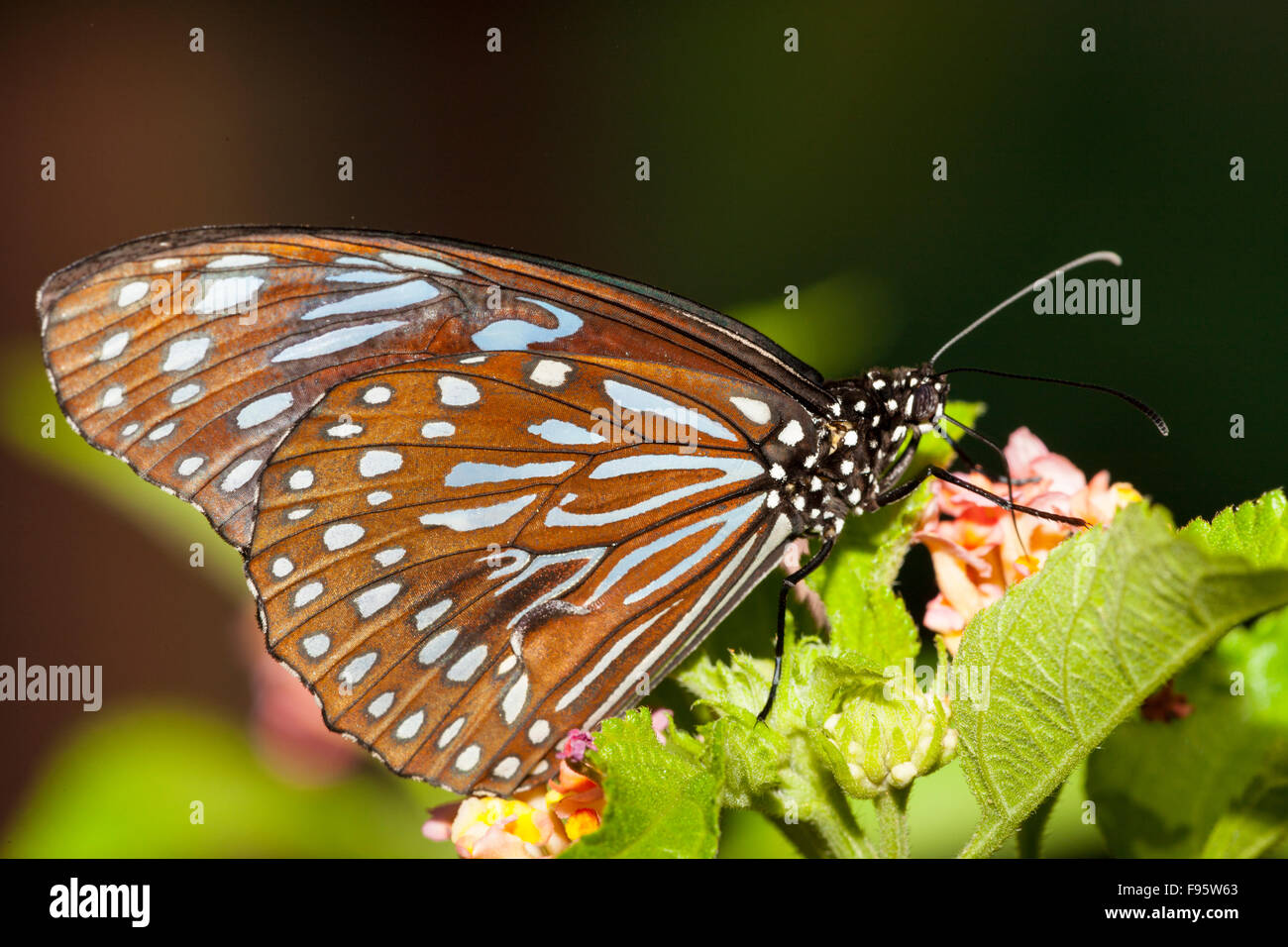 Blue glassy tiger, (Ideopsis similis), adult butterfly, ventral view Stock Photo